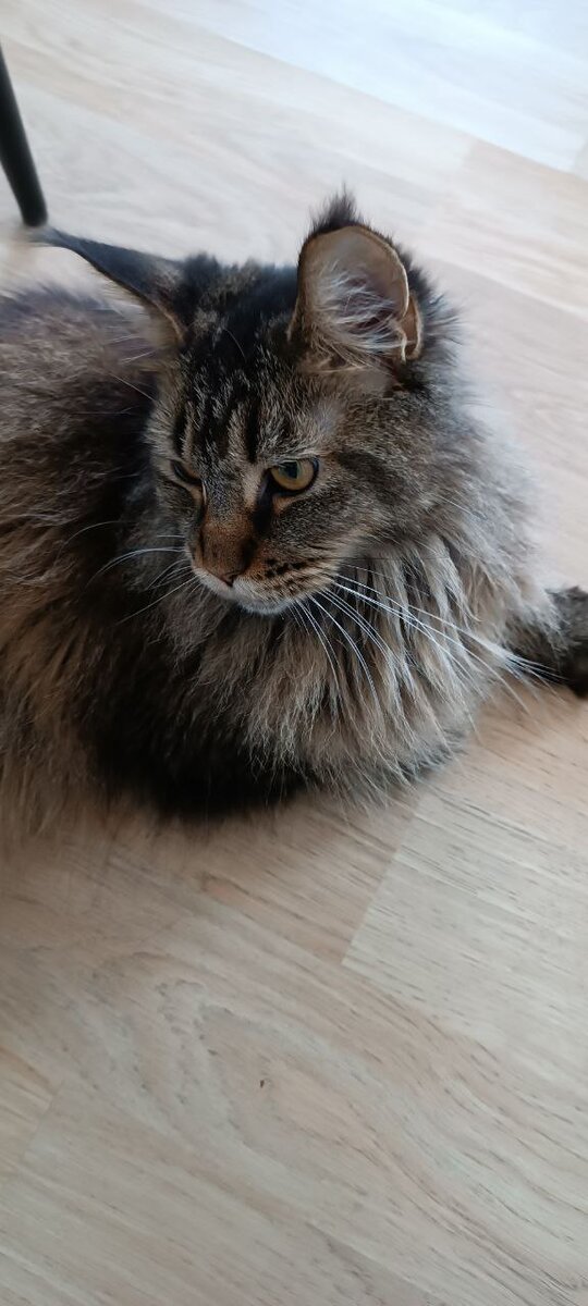 Урсула не одобряет эту статью