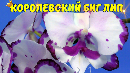 Король среди биг липов👑Phalaenopsis King Car Dalmatian