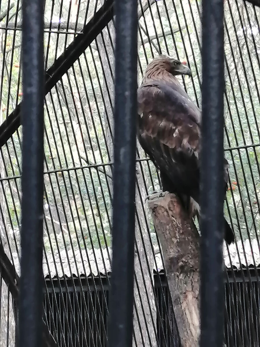 Длиннохвостый орлан. Красивая гордая птица.