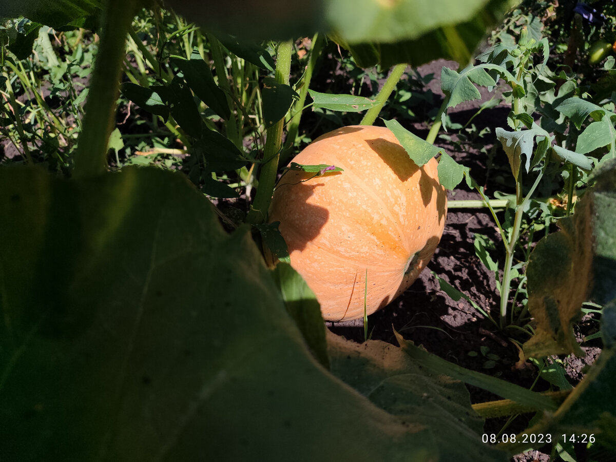 Давайте немного покажу урожай с Пашиного огорода. Тыква оранжевая