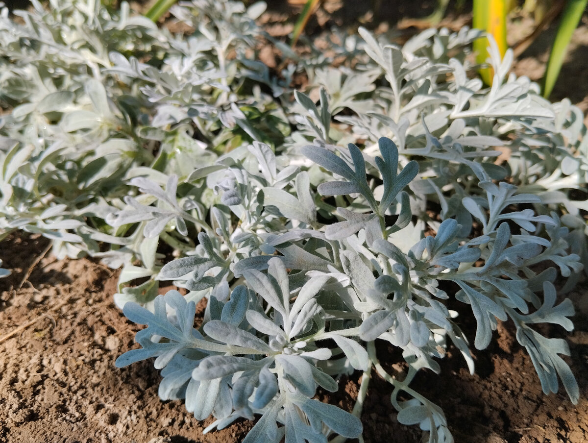 Полынь Стеллера (Artemisia stelleriana `Mori`s form`)