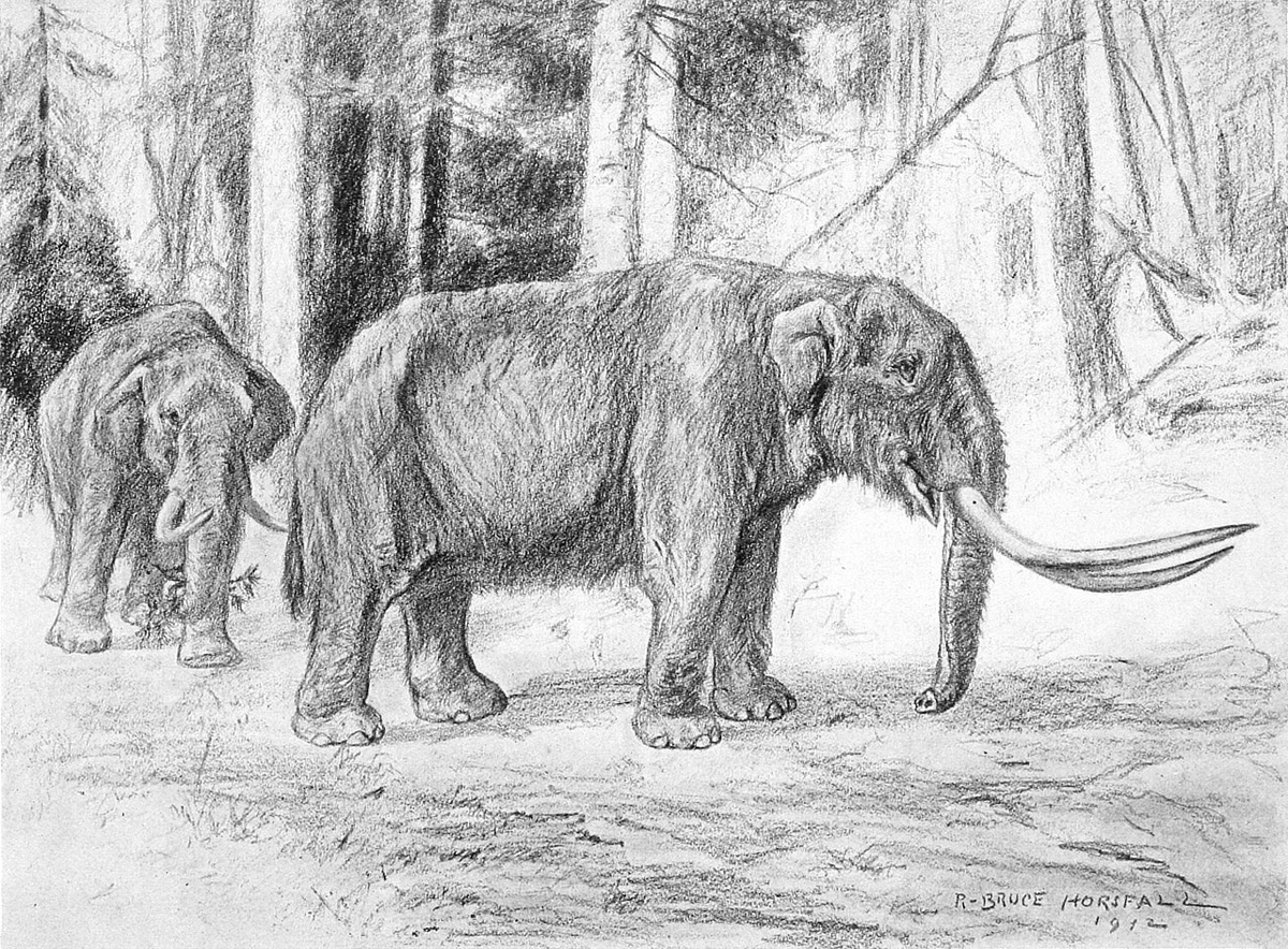 Мастодонт 2023 г. Deinotherium Eofauna. Вымерший волк ледникового периода. Мегафауновый волк. Ужасный волк Ледниковый период.