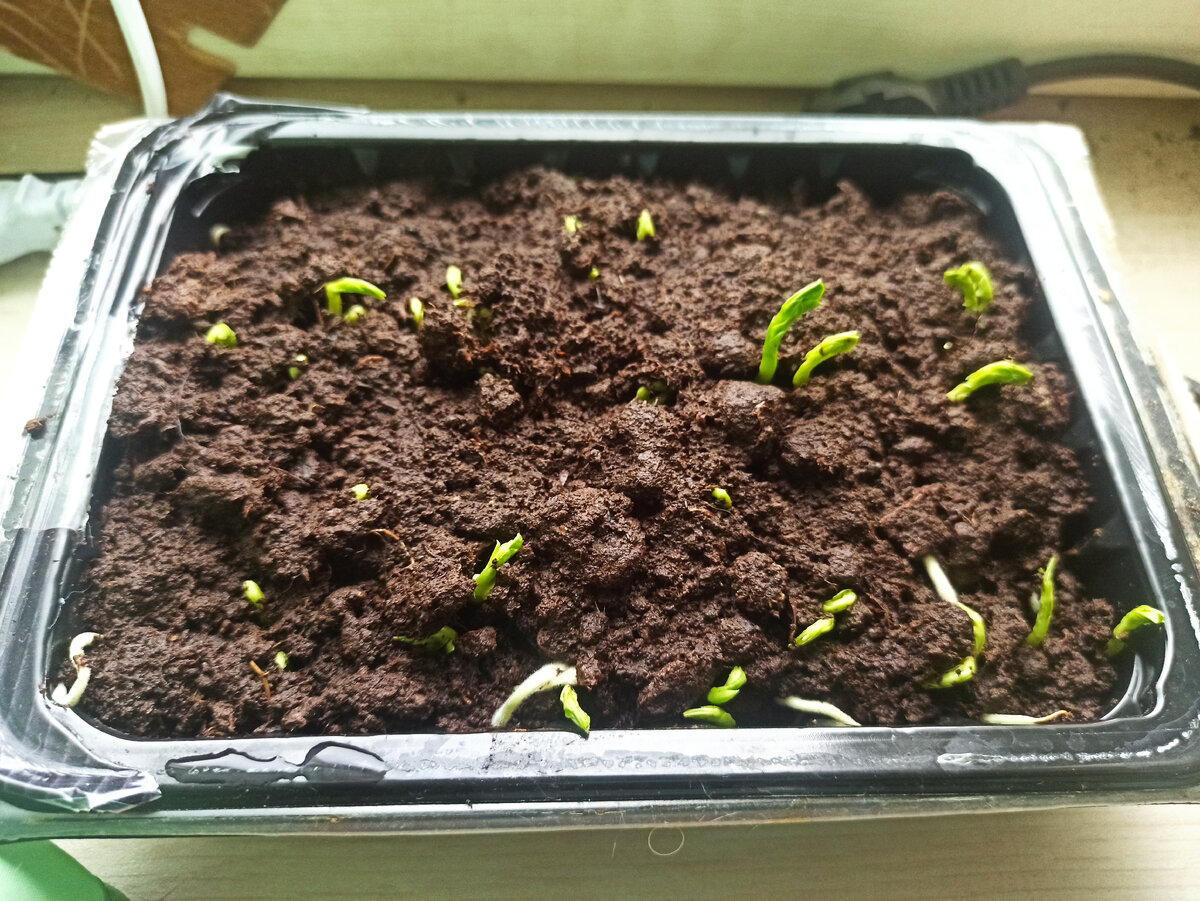 Первые всходы гороха