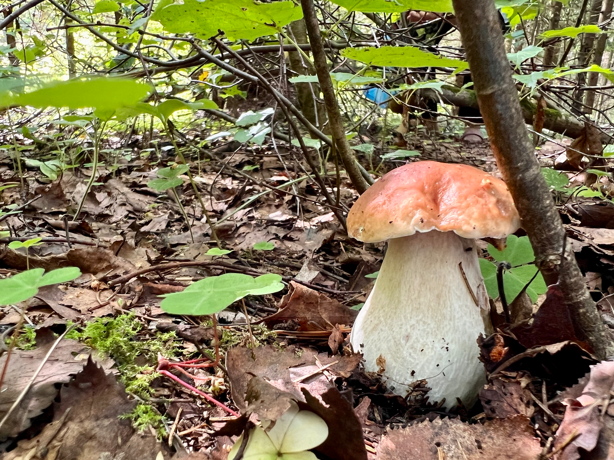 Листайте галерею