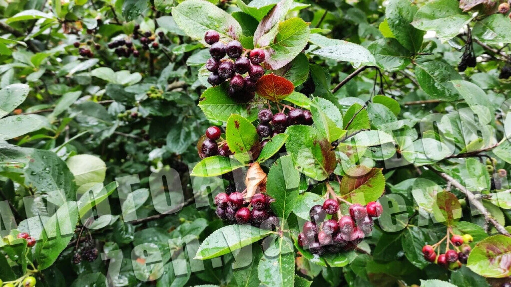 Домашние настойки из черноплодки (черной рябины)