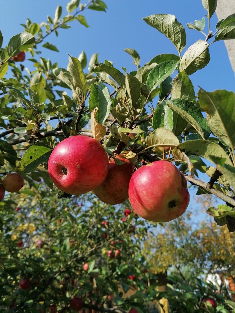 Гуеабада фруктют. Orchard. Orchards.