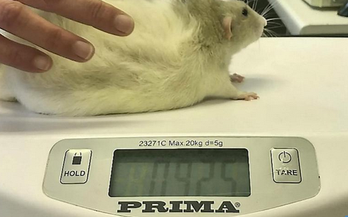 Это мега-толстый грызун. 