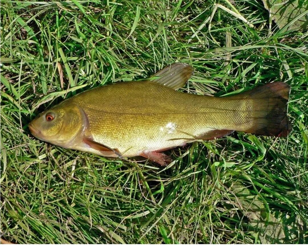 Линь - фото из интернета