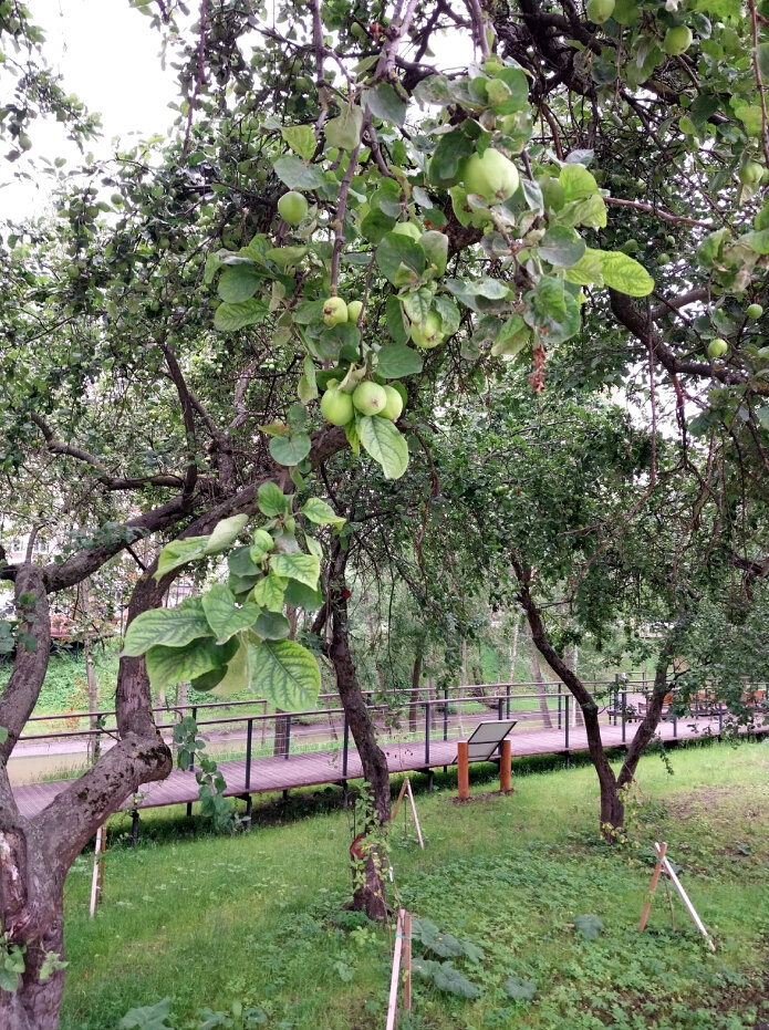   Столетние яблони у Оккервиля. Фото: герой публикации.