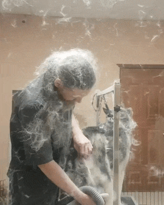 Ну очень пушистый мальчик.