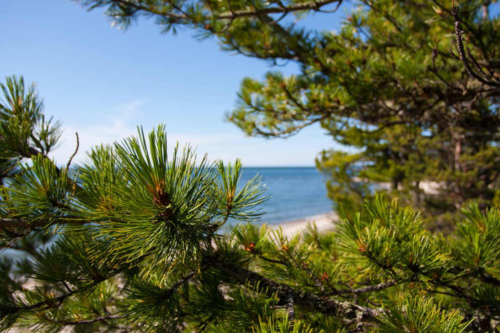 Байкальский кедр 