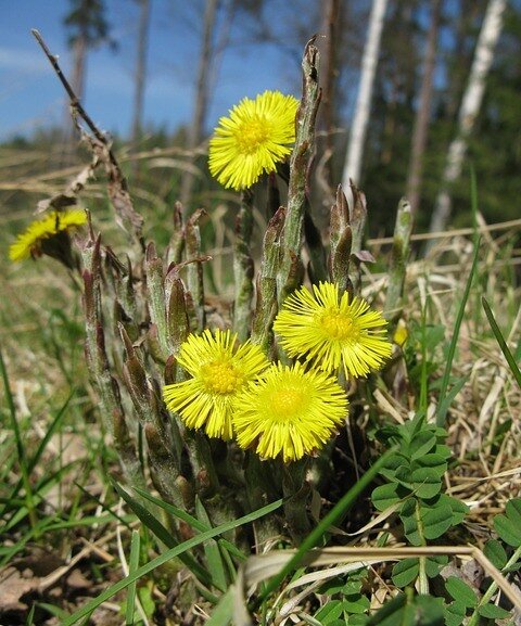 Всем знакомые весенние цветы мать-и-мачехи помогут определиться со сроками посева и посадки огородных культур. Старые народные приметы про мать-и-мачеху.