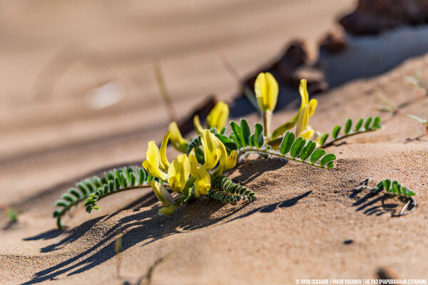 Астрагал длинностебельный (Astragalus longipetalus) - Красная Книга