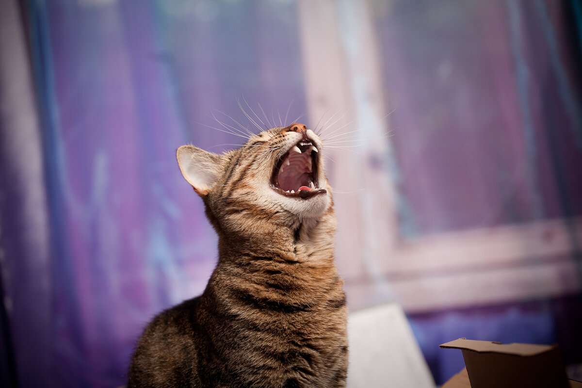 Ёс увидел муху