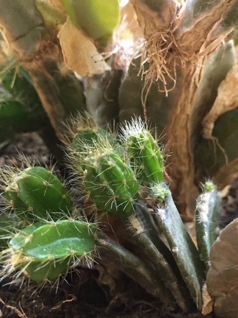 В начале своего роста побеги очень похожи на кактусы