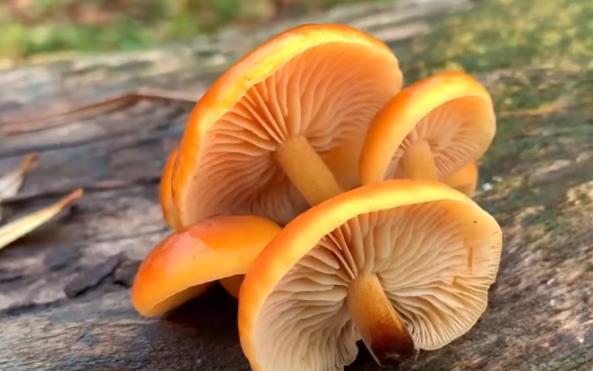 Зимний опёнок 