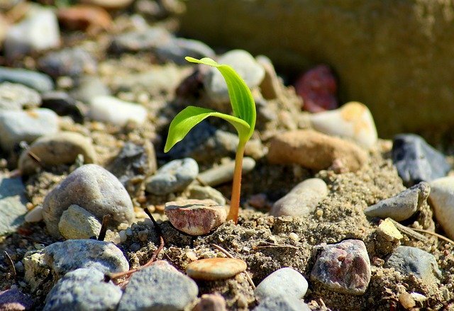 Фото: pixabay.com