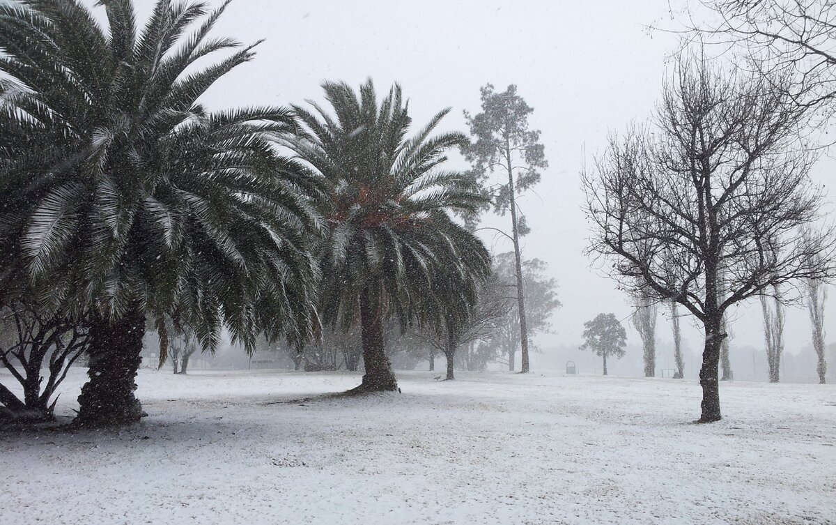 Пальмы в снегу фото