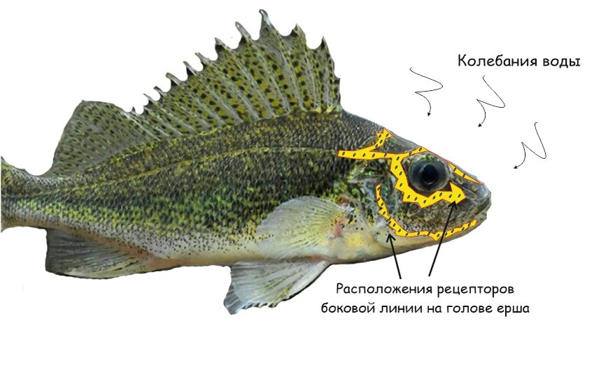 Боковая рыба. Боковая линия у рыб. Средняя линия у рыб. Строение ерша. Невромасты.