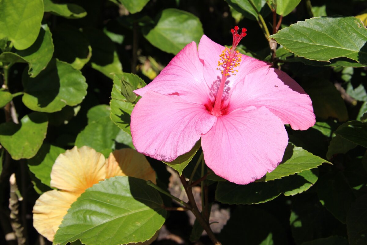 Тропическая природа радует глаз своими яркими красками (здесь и далее фото из архивов автора)