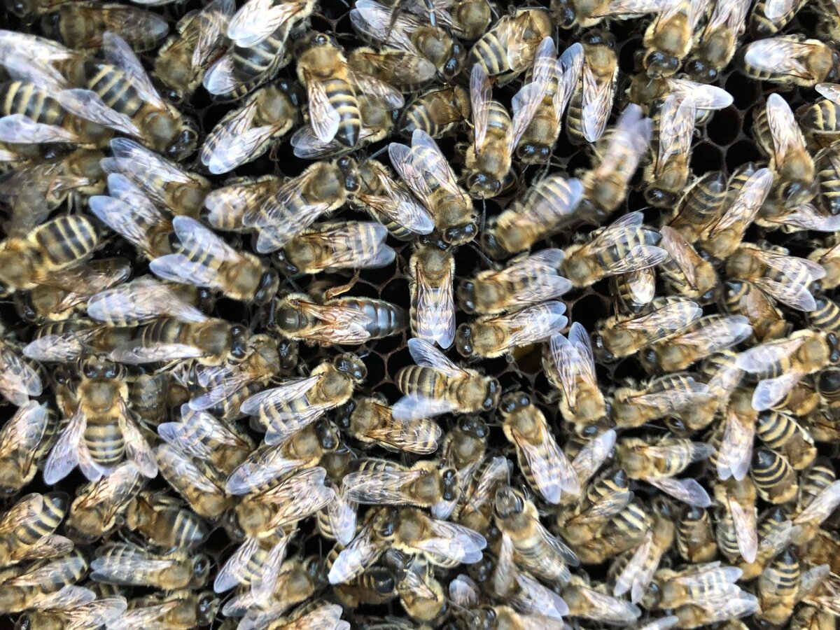 Краснополянский тип