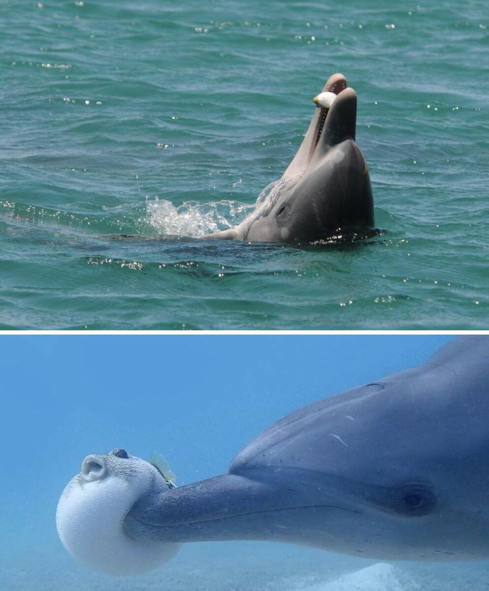 Дельфины спасают. Белый дельфин белуха сочи. Дельфины в океане. Дельфины утаскивают людей. Белый дельфин белуха сочи.