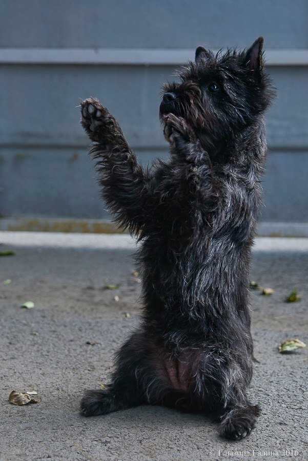 керн терьер