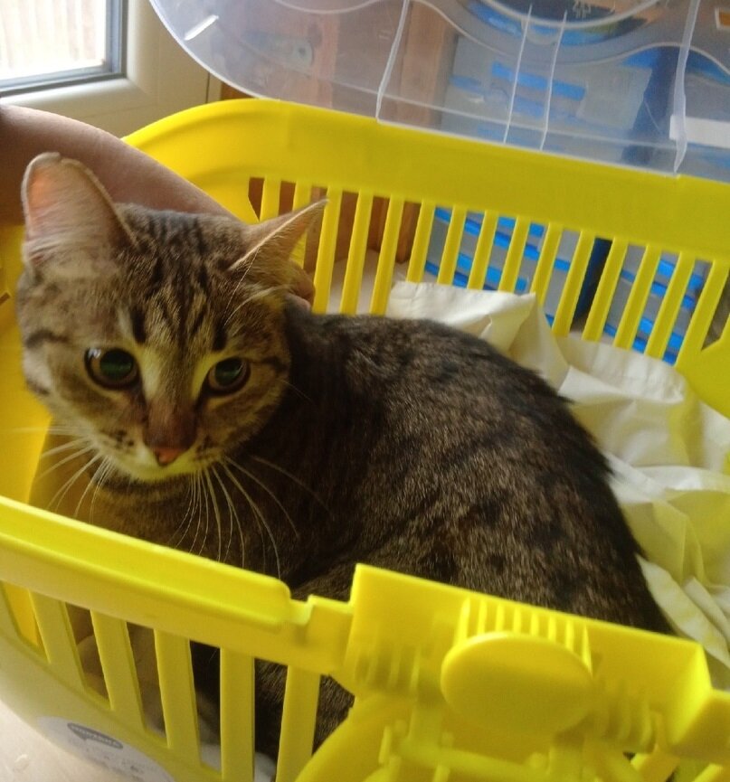 Вот такая скромняжка Майя к нам приехала