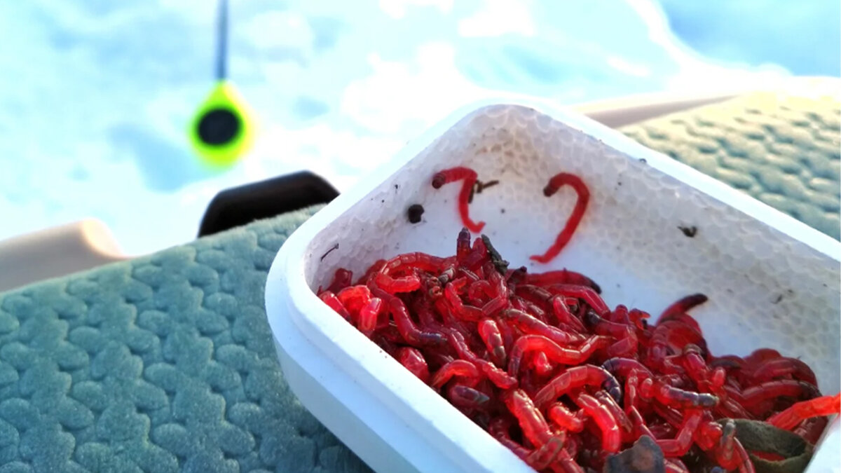 Насадить мотыля на крючок. Подготовка мотыля для рыбалки. Хранение мотыля для рыбалки. Оборудование для мойки мотыля. Драга для промывки мотыля.