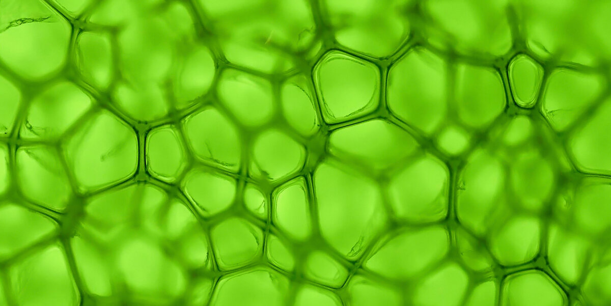 Источник фото: www.oilgae.com