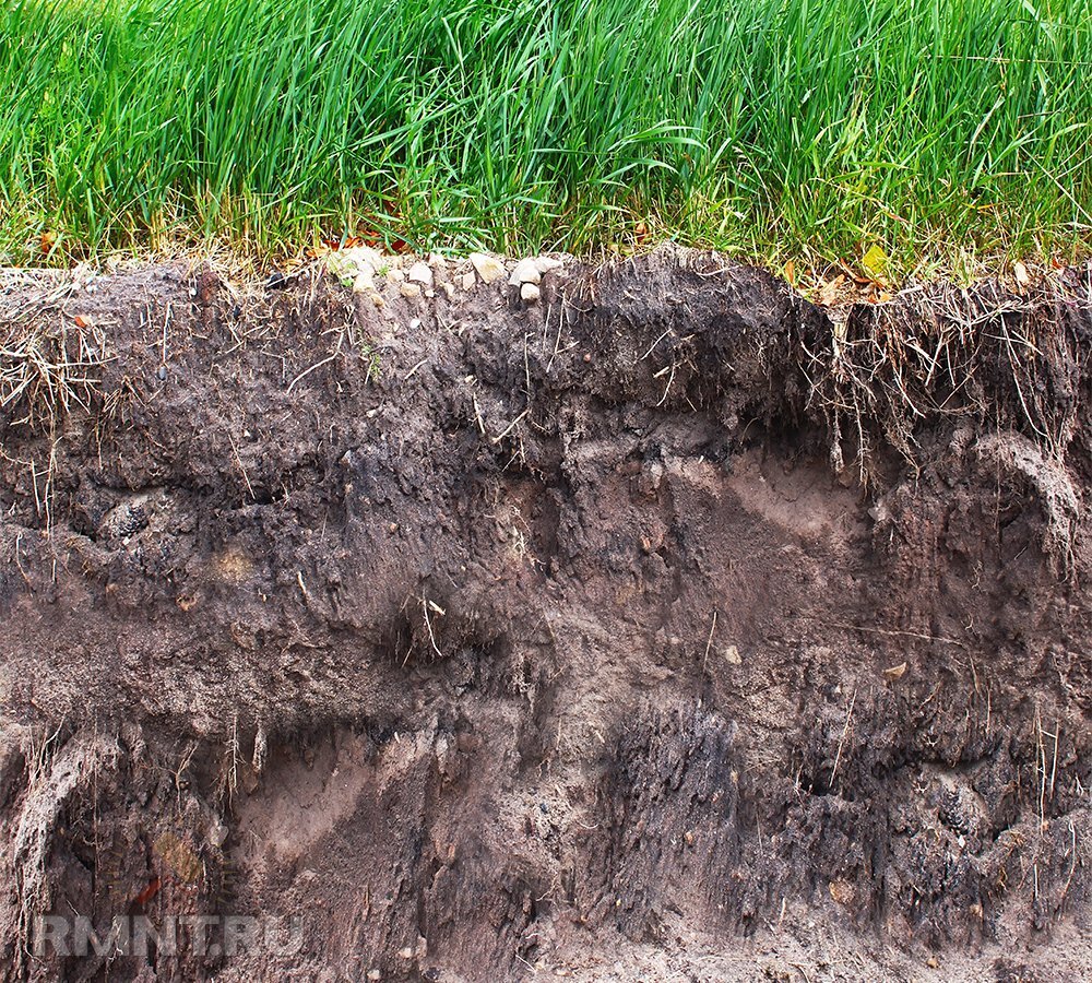 срез почвы корни. слой почвы с корнями. почва. почва трава срез. слой почвы с корнями.