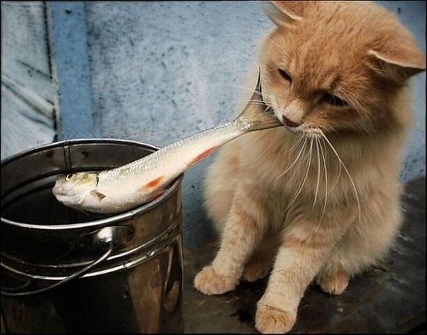 Рыжий  воришка