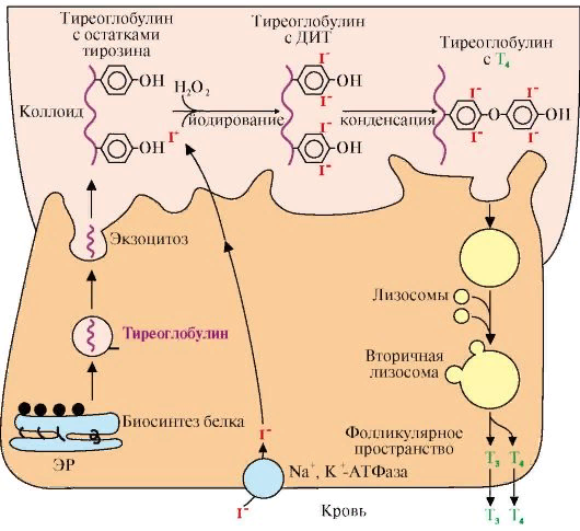 Тиреоглобулин что это Тиреоглобулин что это