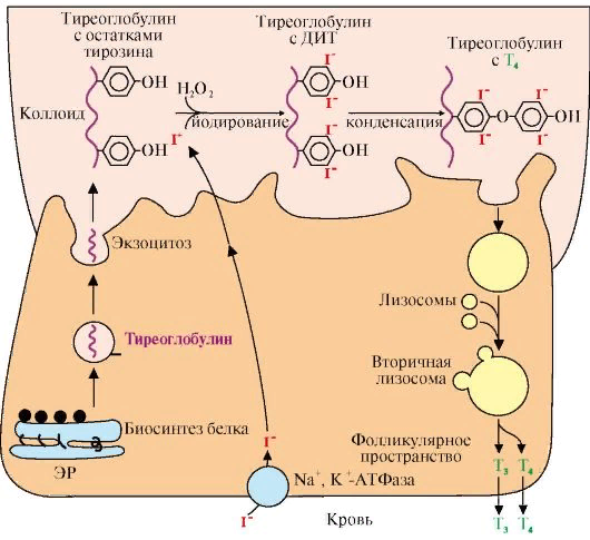 Тиреоглобулин это