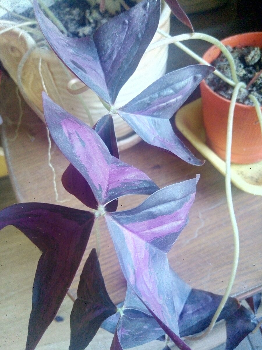 при прикосновении к листочком,растение старается их "свернуть".