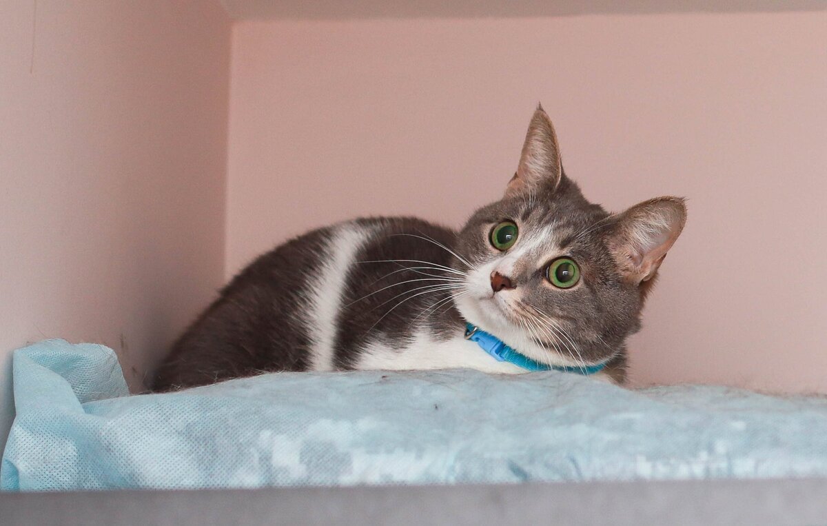 Ариша с нашей точки зрения красавица. Но для большинства соискателей она просто обыкновенная кошка