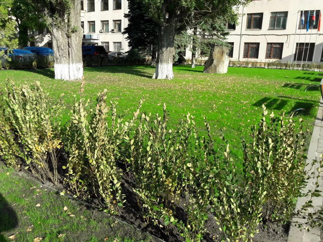 Фото 1. Кизильник блестящий в городских условиях