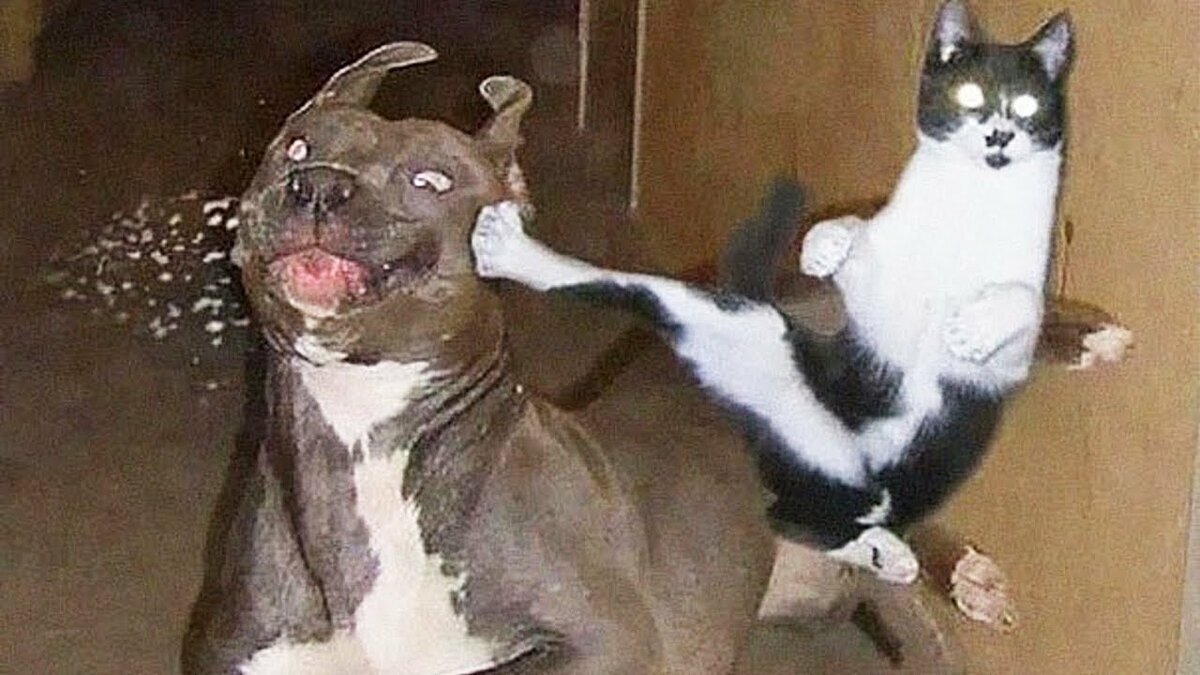 Яндекс. Картинки