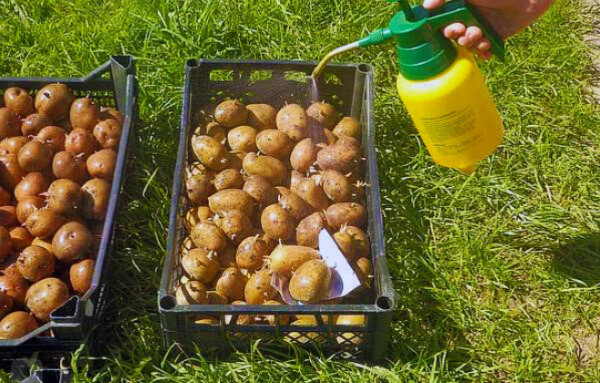 9 толковых советов по выращиванию завидных урожаев картофеля