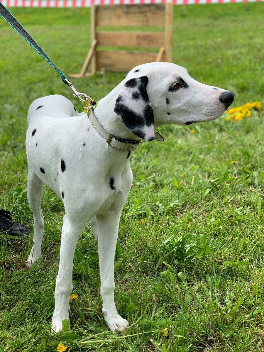 Далматин по кличке Один (ударение на О)