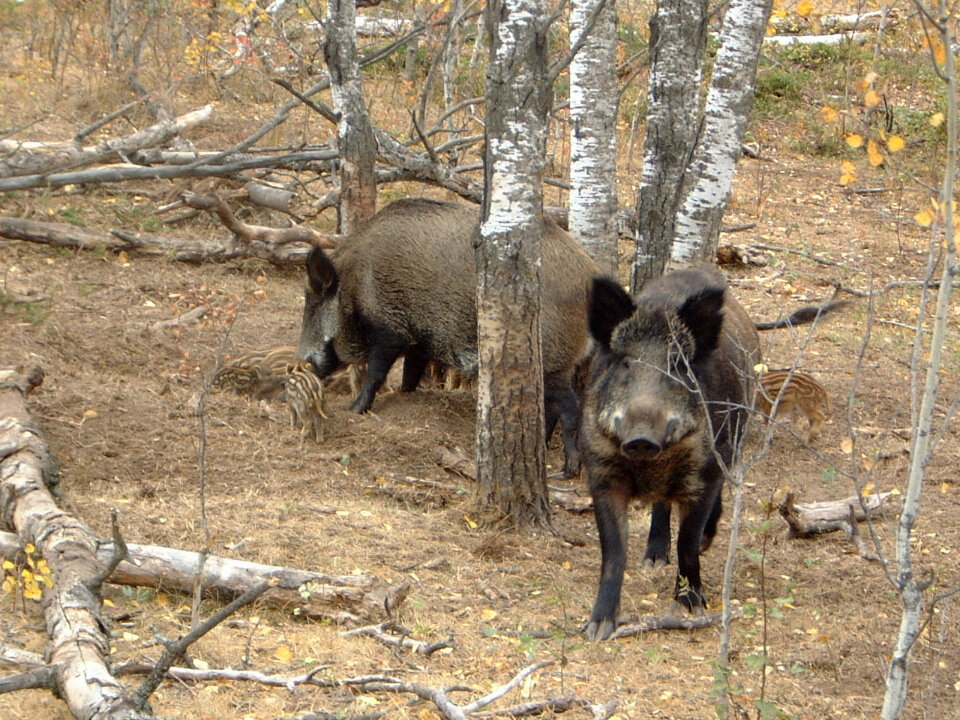 Опасен ли лось и кабан. Охота на кабана Самарская область. Дикие кабан в Самарской области. Кабан в лесу.