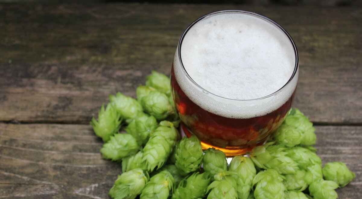 Фото хмеля с бокалом IPA