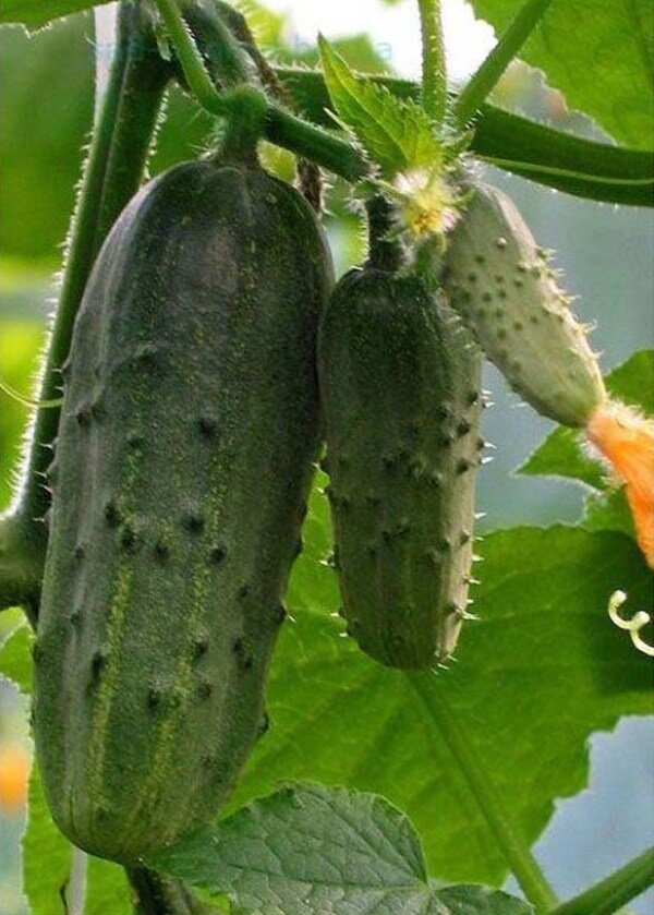 Фото: Яндекс Картинки. Огурцы "Муравей F1"