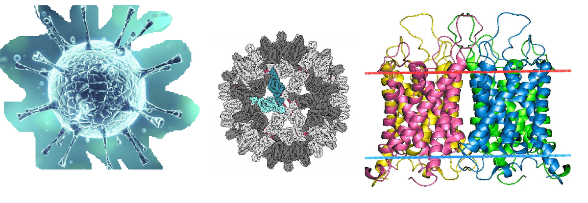 вирус - оболочка - белок