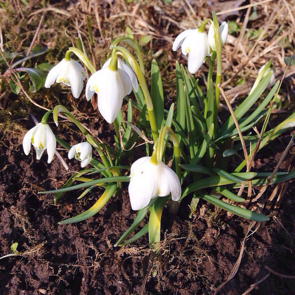 Весна. Продажи в моем магазине расцветают