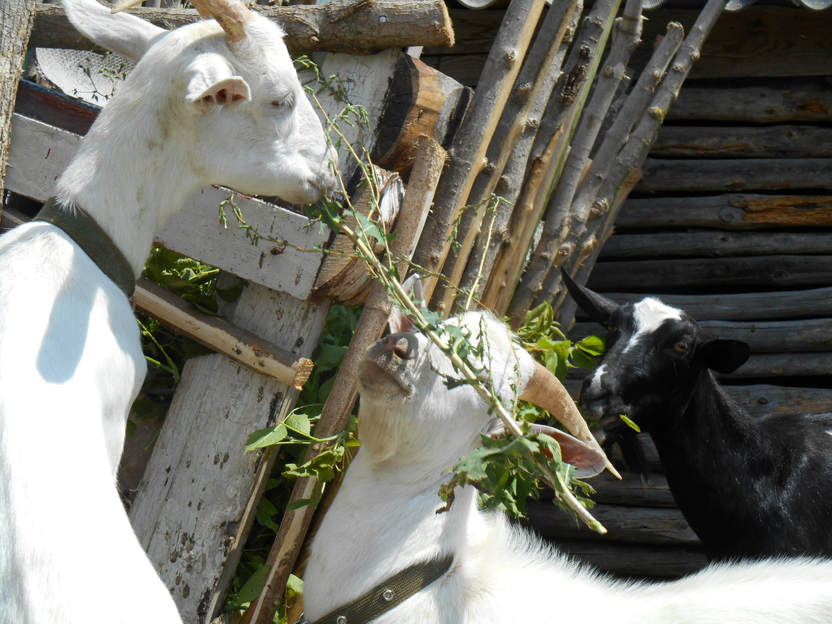 Держи Козик