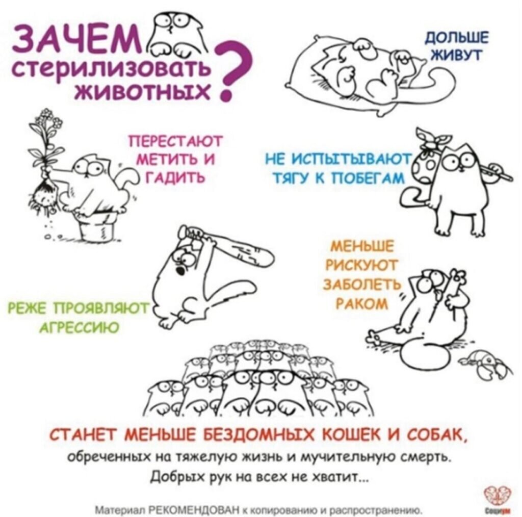Вот зачем нужно стерилизовать кошек. Фото: официальная страница Ветеринарной клиники доктора Кротова vk.com/club132761838.