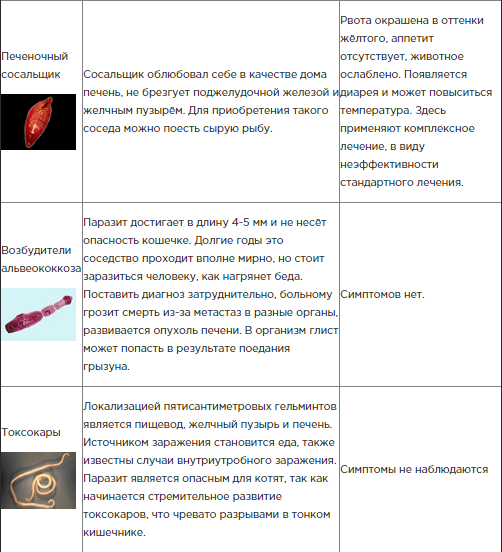 Глисты у кошек, лечение