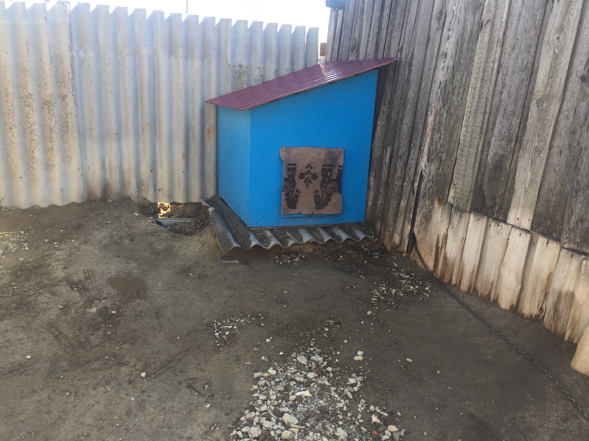 Квартира нашего пса