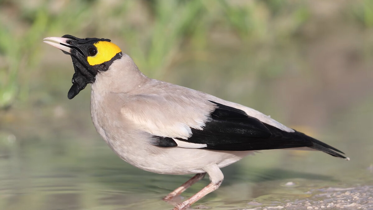 Рогатый скворец